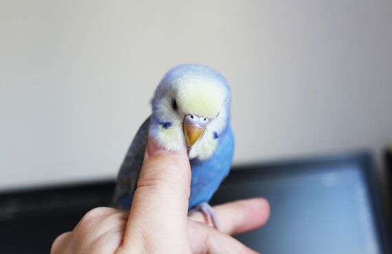 犬猫以外に鳥などの小動物のお世話も対応しております | 佐賀でペットシッターを承るわんにゃんシッターニココ