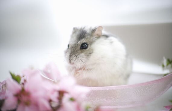 ハムスターの餌やりやケージのお掃除も承っております | 佐賀でペットシッターを承るわんにゃんシッターニココ