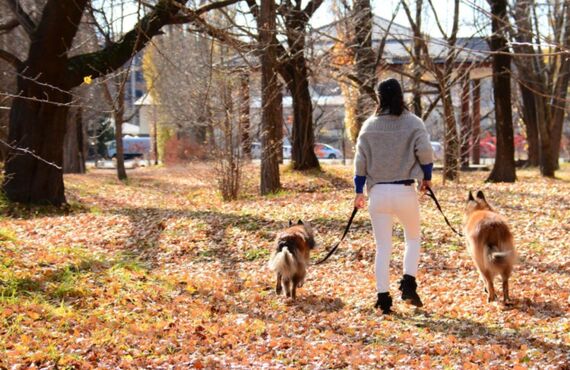 怪我や病気でワンちゃんの散歩ができずお困りの方に最適 | 佐賀でペットシッターを承るわんにゃんシッターニココ