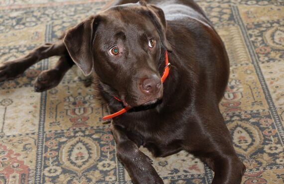 小型から大型まで様々な犬種のお世話に対応しております | 佐賀でペットシッターを承るわんにゃんシッターニココ