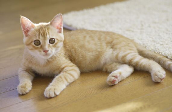 猫のお世話のご依頼をこれまでにも多数承ってまいりました | 佐賀でペットシッターを承るわんにゃんシッターニココ