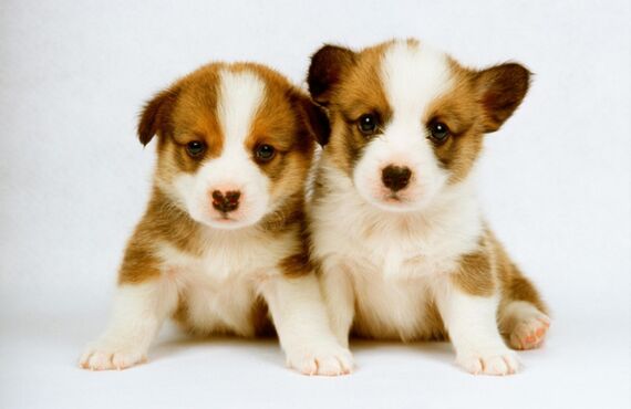 遊びたい盛りの子犬の散歩やスキンシップもお任せください | 佐賀でペットシッターを承るわんにゃんシッターニココ