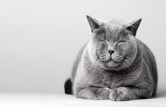 ご自宅でゆっくり過ごす牢猫の身の回りのお世話を承ります | 佐賀でペットシッターを承るわんにゃんシッターニココ